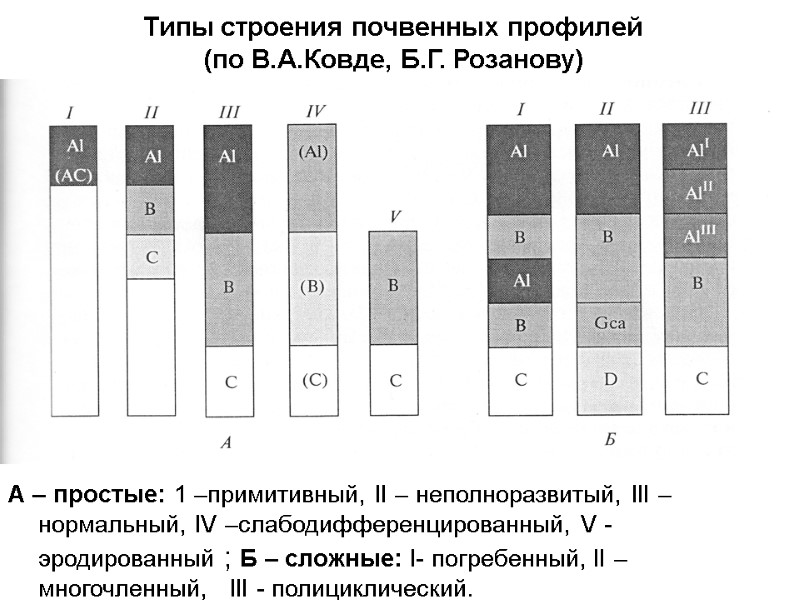 Типы строения почвенных профилей (по В.А.Ковде, Б.Г. Розанову) А – простые: 1 –примитивный, II